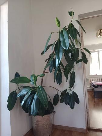 Продам фикус 2 метра
