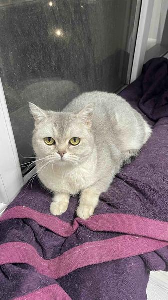 Шотландская прямоухая кошка