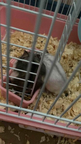 Домашний хомяктар сатылады