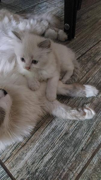 Кошки