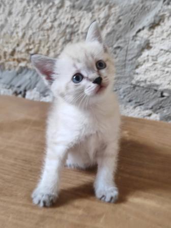 Отдам котенка 1,5 месяцев бауырластар 2