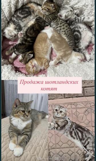 Продам котят