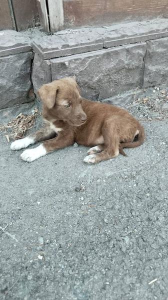 Щенок