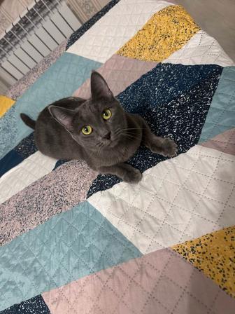 Отдам кошку в добрые руки