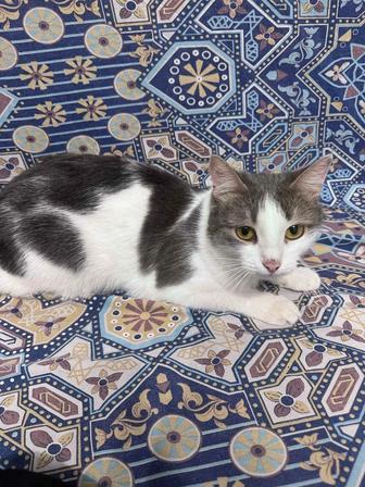 Отдам кошку в добрые руки