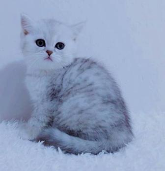 Британские котята