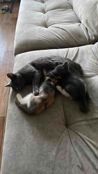 Отдам котят в добрые руки