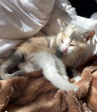 Отдам котят в добрые руки