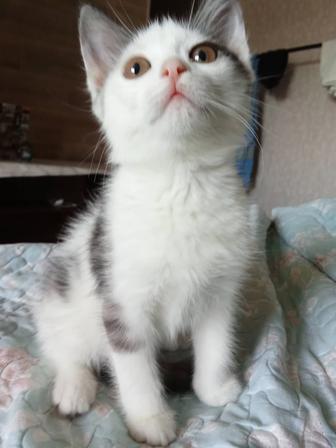 Отдаем белого котенка