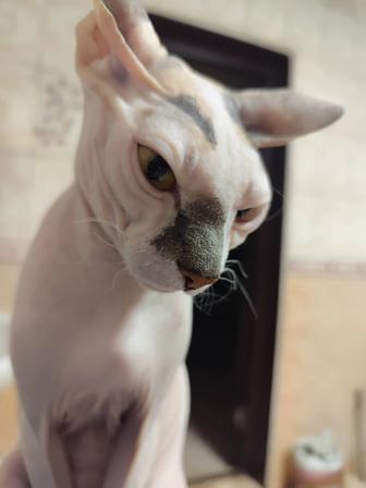 Отдам в хорошие руки Сфинкса