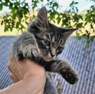 Отдам Классного Кота