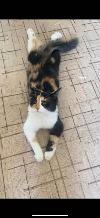 Котенок