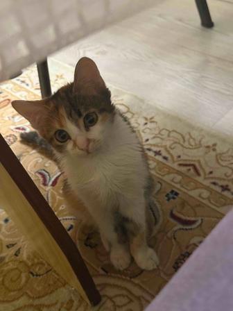 Отдам котенка