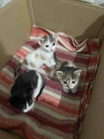 Отдам котят в хорошие руки
