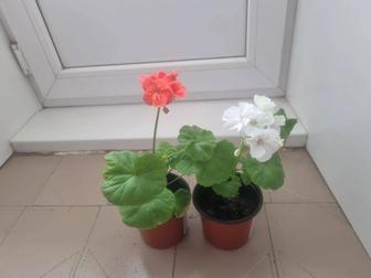 Цветы