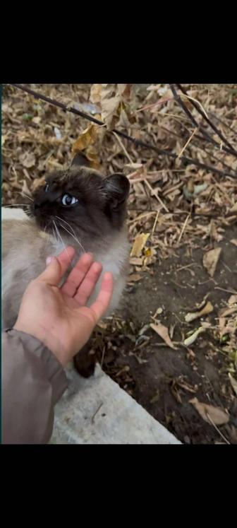 Ласковая голубоглазая кошечка