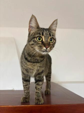 отдадим двух кошек в ответственные руки