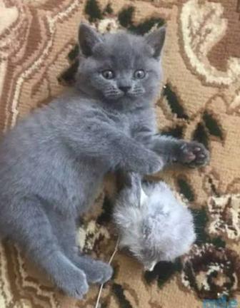 Шотландский малыши