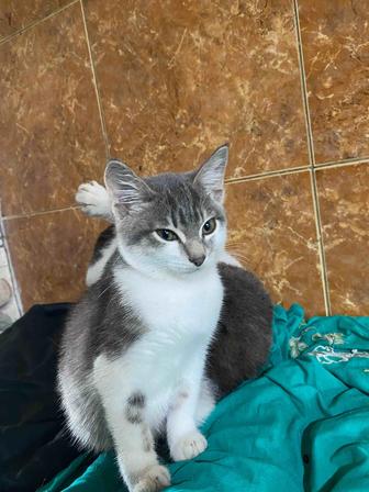 Отдам котенка в хорошие руки