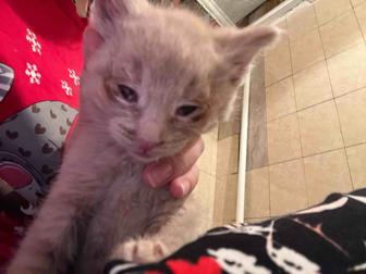 Отдам котенка