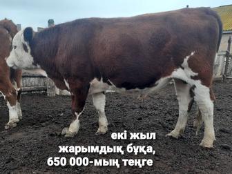 Саудасы бар,11-бас(1-бұқа,2-сиыр,4-құнажын қашар,1-ұрғашы-3-еркек баспақ)