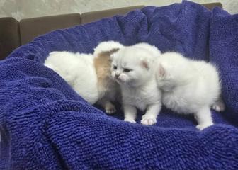Очаровательные котята шотландской вислоухой породы