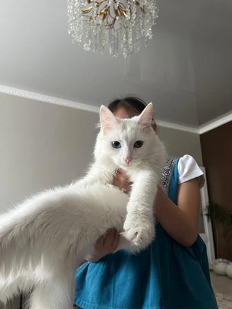 Продам кота порода Каомани