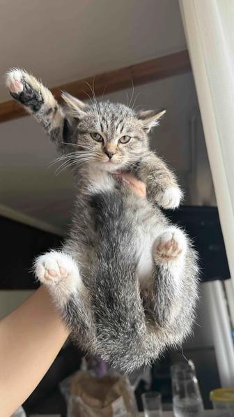 Отдам котенка