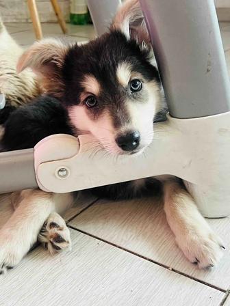 Щенок, девочка