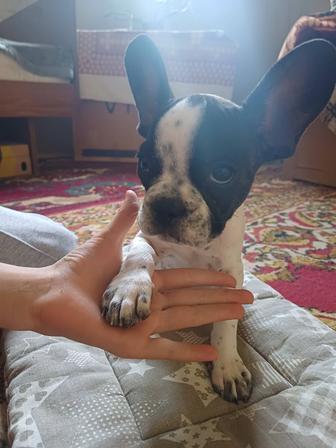 Французский бульдог щенята