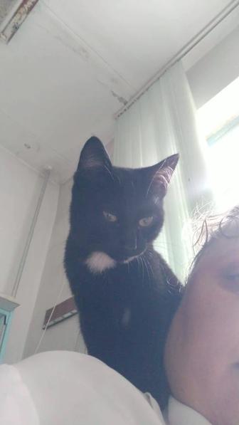 Котенок мальчик в добрые руки