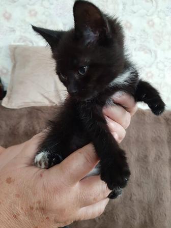 Кошки