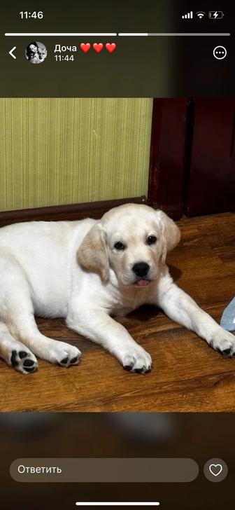 Продам щенка лабрадора