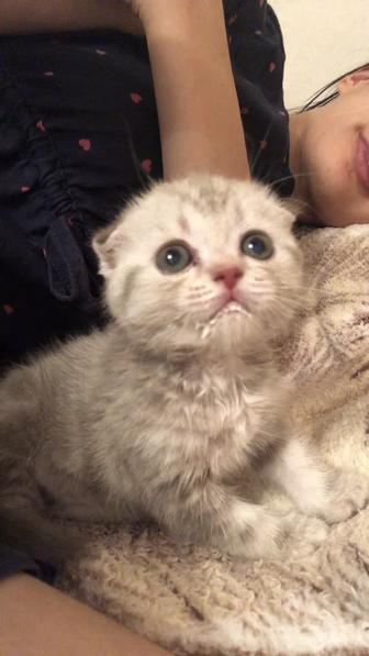 Котенок Шотландская вислоушка