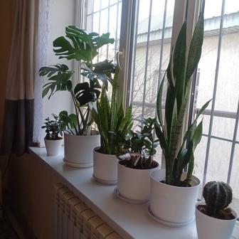 Комнатные растения