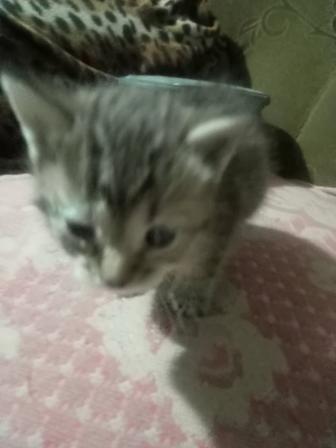 Отдам в добрые руки Котик