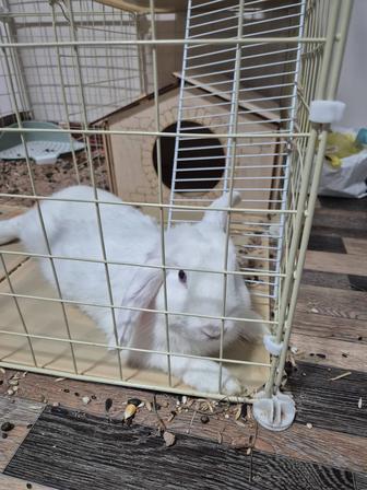 Продам вислоухого декоративного кролика взрослого год ему