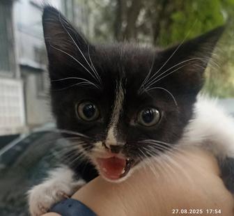 Котенок