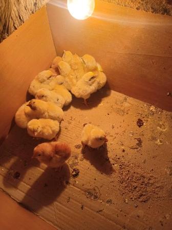 Продам цыплят