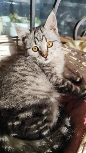 Отдам котят в хорошие руки