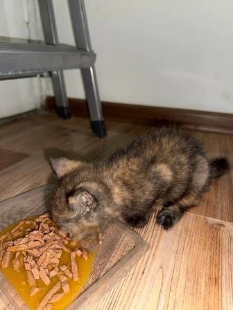 Котенок
