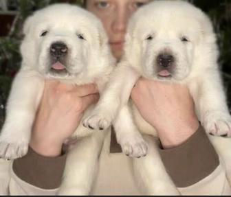 Щенки алабая