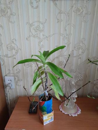 ,,Золотой ус,, продам