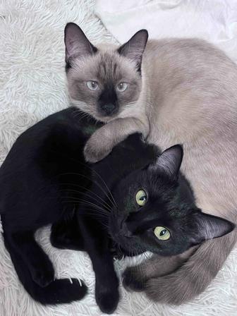 Отдам кошек в добрые руки