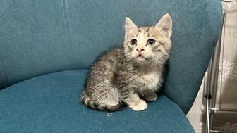 Ищем дом для котят