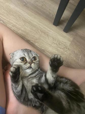 Шотландская кошка