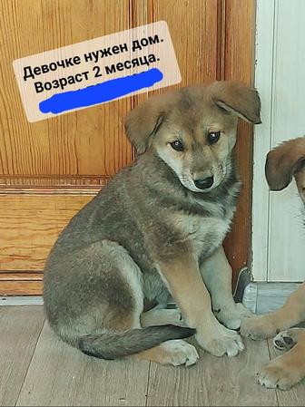 Срочно щенкам нужен дом