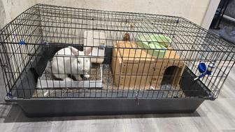 Продаем кролика