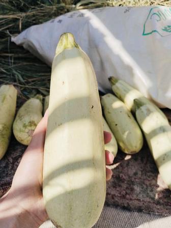 Кабачки