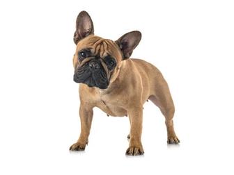 Французский бульдог 8 лет